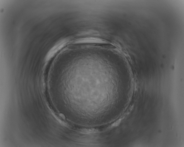 X0000086220245200704051247