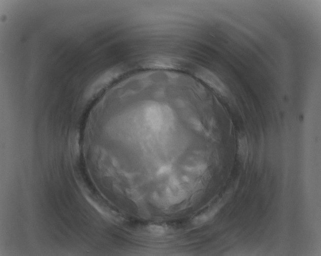 X0000086220302200704051247