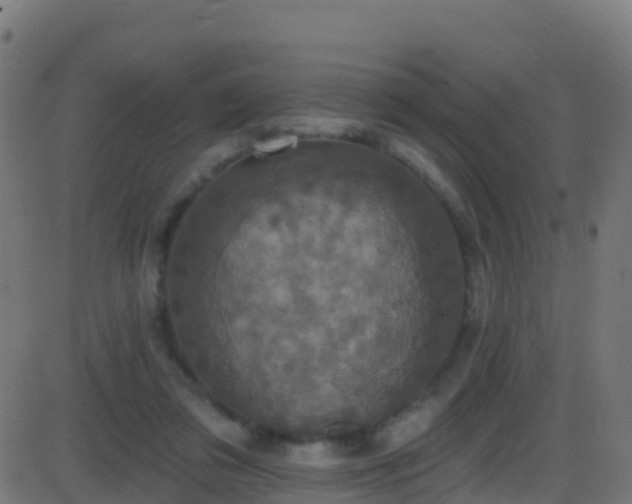 X0000086220309200704051247