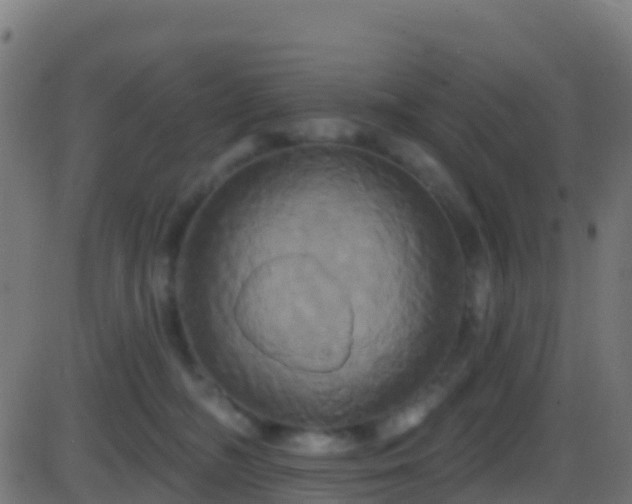 X0000086220326200704051247