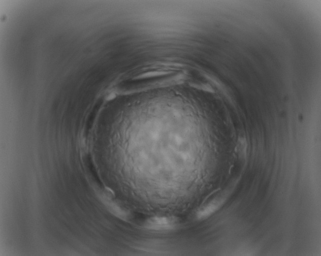 X0000086220381200704051246