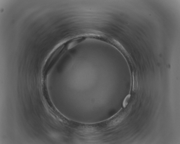 X0000086220435200704051244