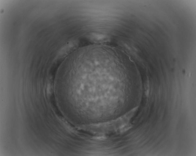 X0000086220515200704051243