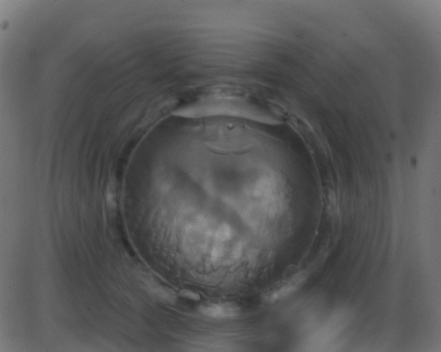 X0000086220561200704051243