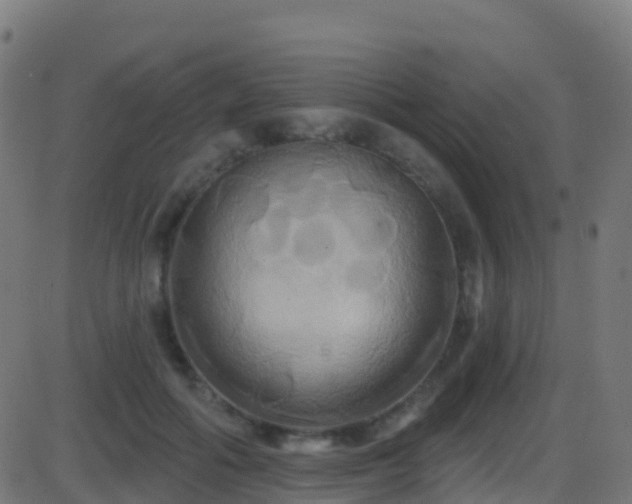 X0000086220602200704051242