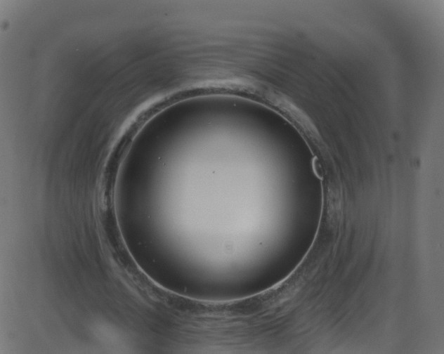 X0000086220628200704051241