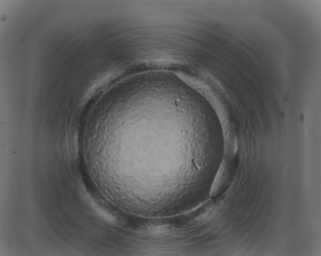 X0000086220638200704051241