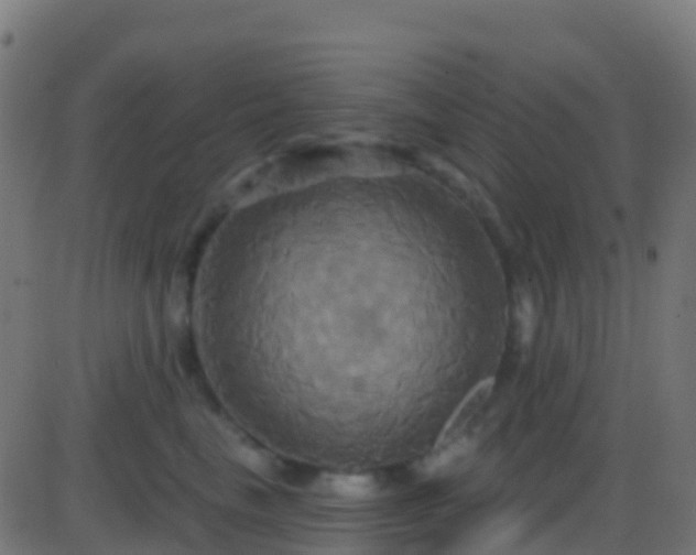 X0000086220665200704051242