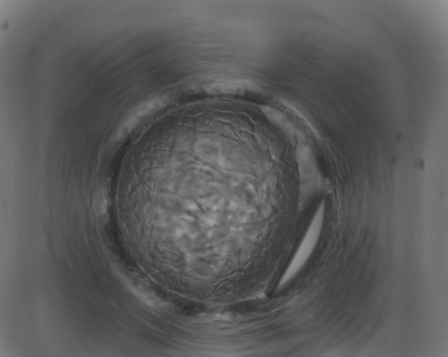 X0000086220687200704051241