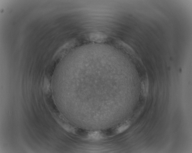 X0000086220705200704051240