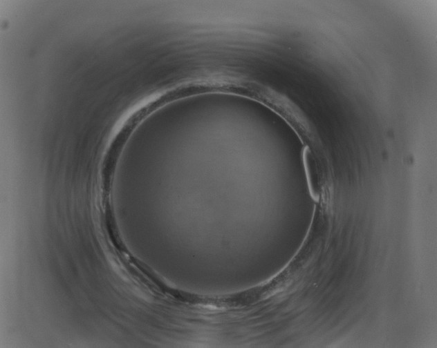 X0000086220724200704051239