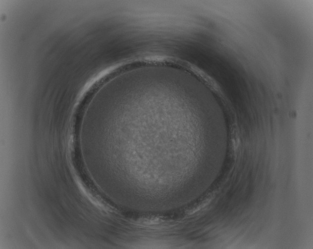 X0000086220728200704051239