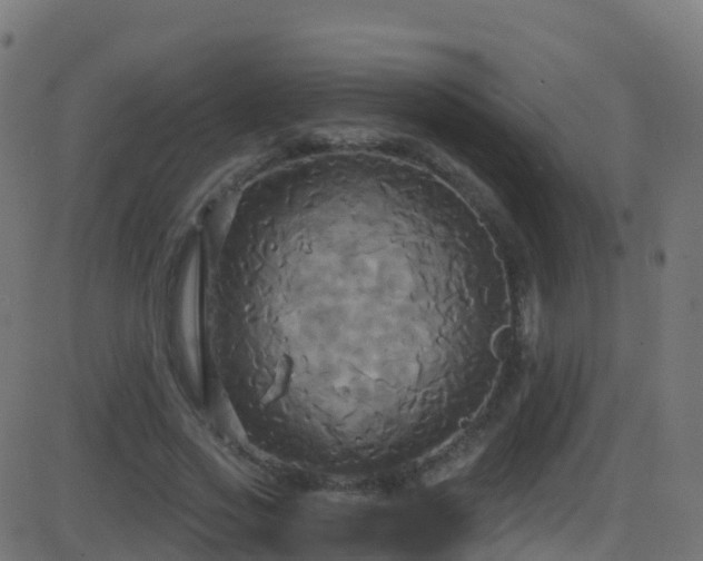 X0000086220733200704051239