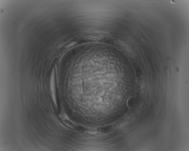 X0000086220745200704051240