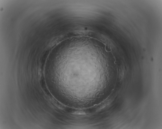 X0000086220749200704051240