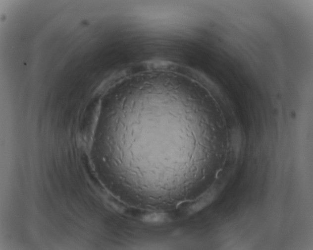 X0000086220761200704051240