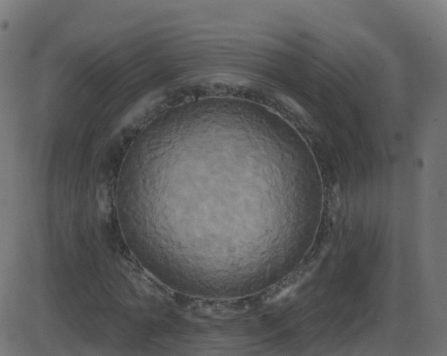 X0000086220774200704051239