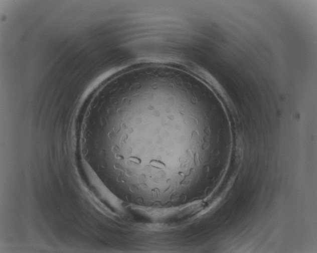 X0000086220787200704051239