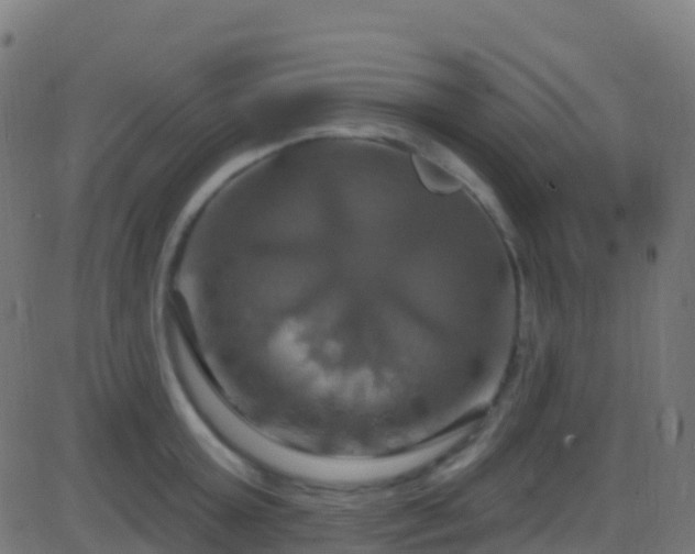 X0000086220803200704051239