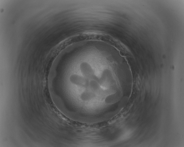 X0000086220821200704051238