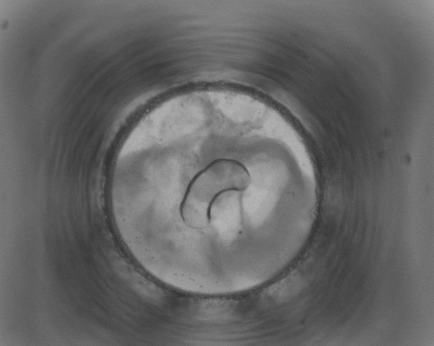 X0000086220832200704051238