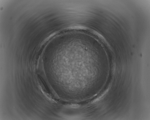 X0000086220833200704051238