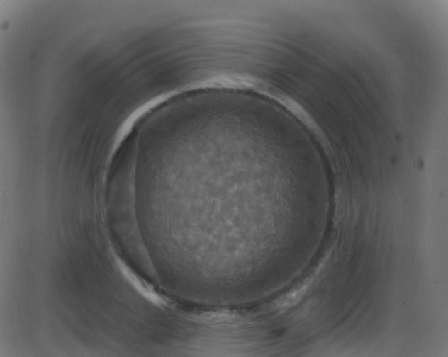 X0000086220838200704051238