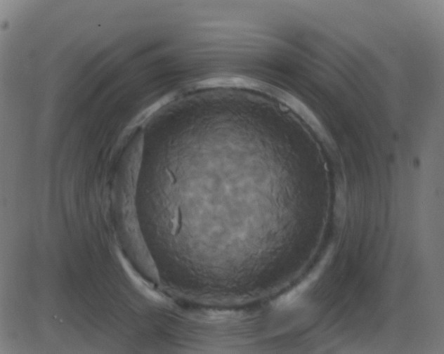 X0000086220849200704051238