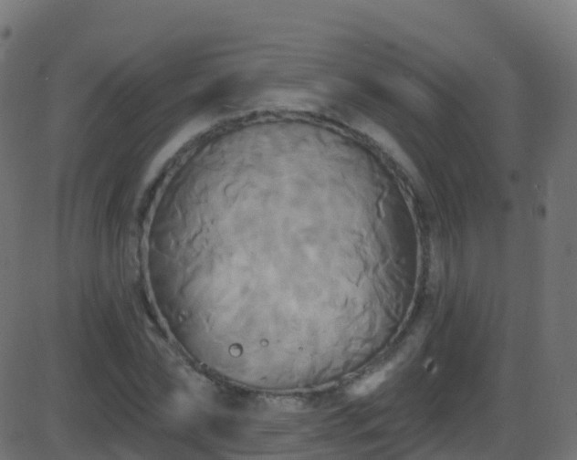 X0000086220878200704051237