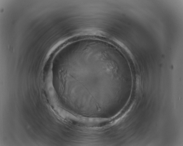 X0000086220925200704051236