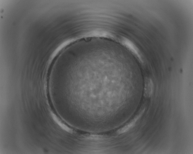 X0000086220942200704051236