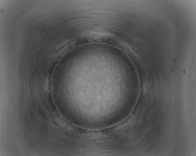 X0000086220964200704051236