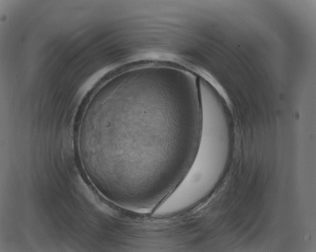 X0000086220972200704051236