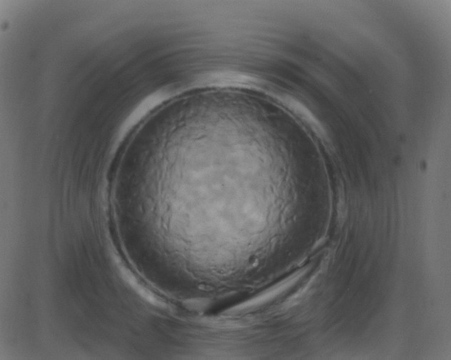 X0000086220990200704051236