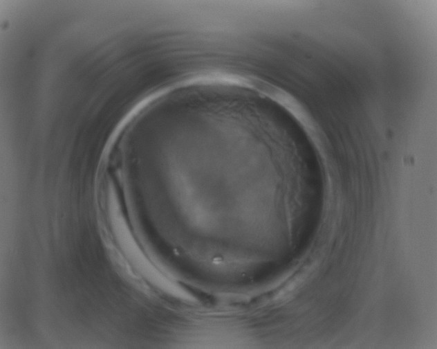 X0000086221008200704051235