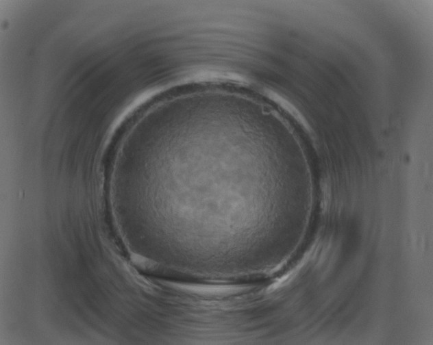 X0000086221021200704051235