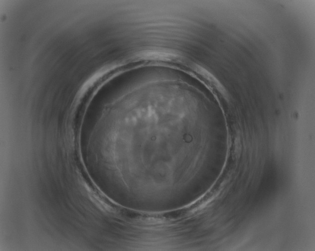 X0000086221027200704051235