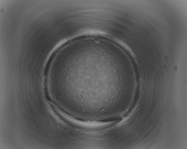 X0000086221029200704051235