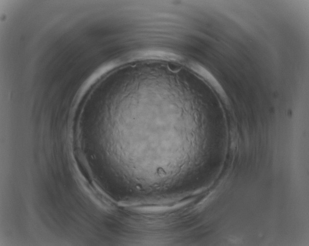 X0000086221043200704051235