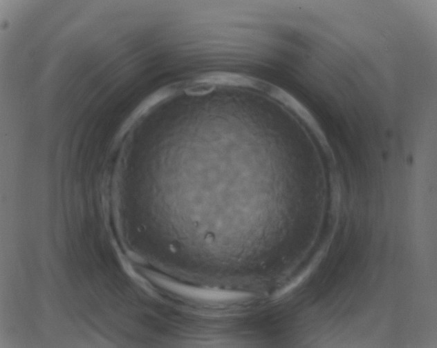 X0000086221049200704051235