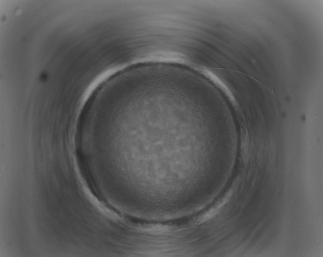 X0000086221085200704051234