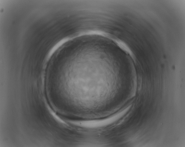 X0000086221151200704051234