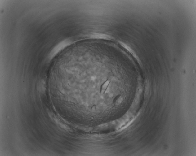 X0000086221163200704051233