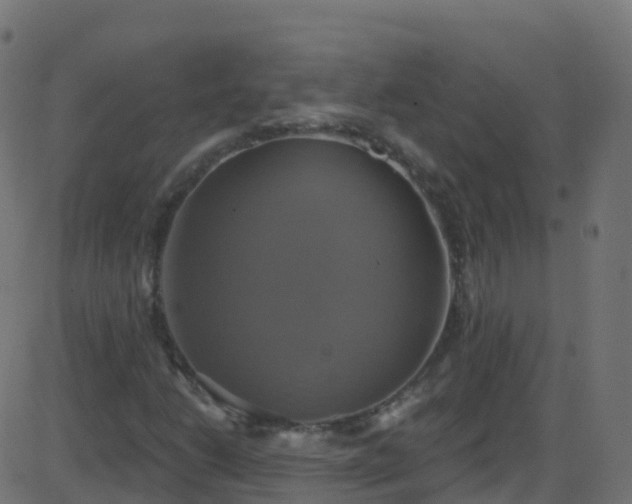 X0000086221206200704051231