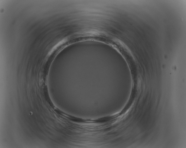 X0000086221210200704051231