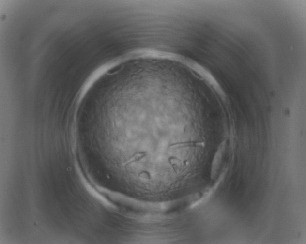 X0000086221247200704051232