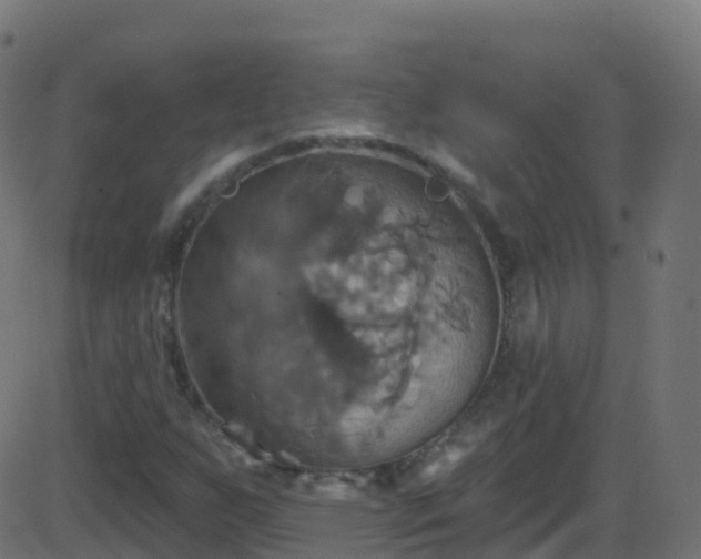 X0000086221255200704051231