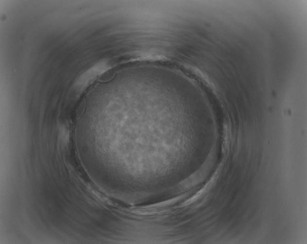 X0000086221257200704051231