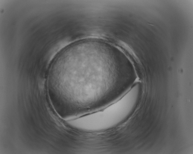 X0000086221260200704051231