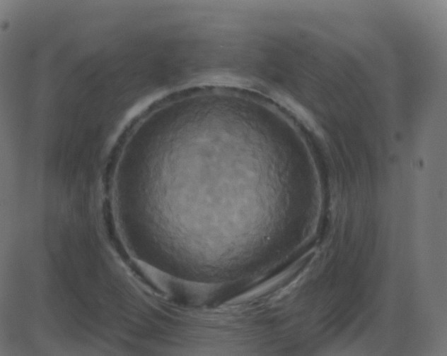 X0000086221264200704051231